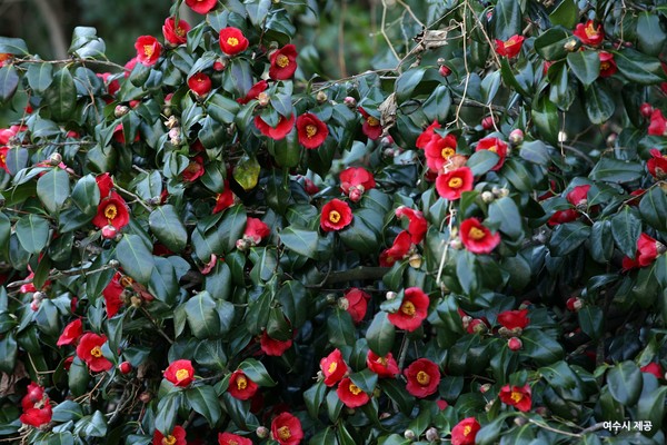 동백꽃에게 보내는 獻辭