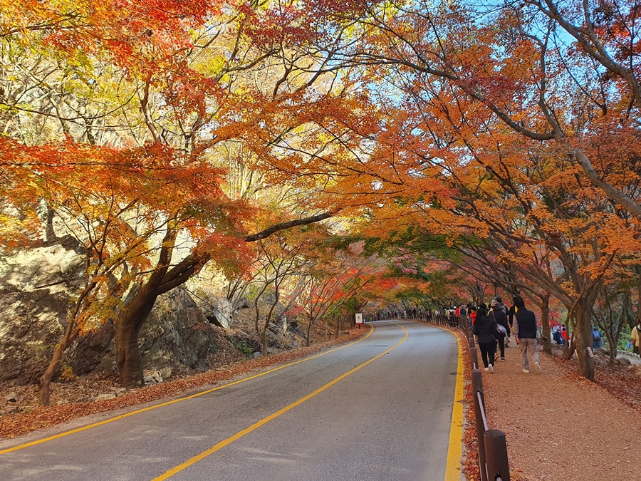 단풍터널+사이로.jpg